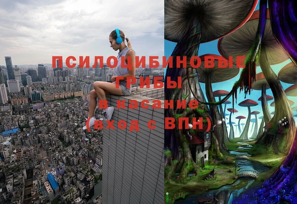индика Новозыбков